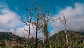 Jungle in Thailand